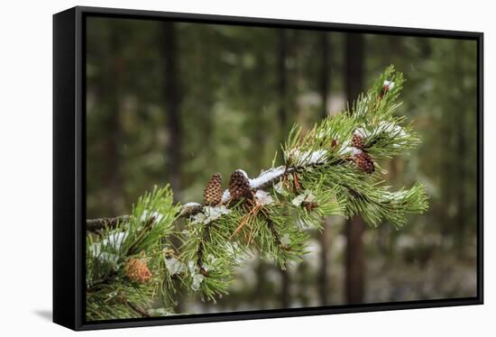 First Snowfall YNP-Galloimages Online-Framed Stretched Canvas