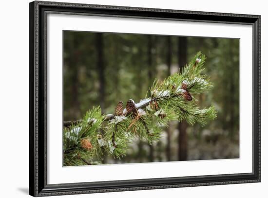 First Snowfall YNP-Galloimages Online-Framed Photographic Print