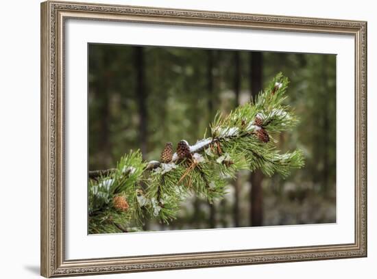 First Snowfall YNP-Galloimages Online-Framed Photographic Print