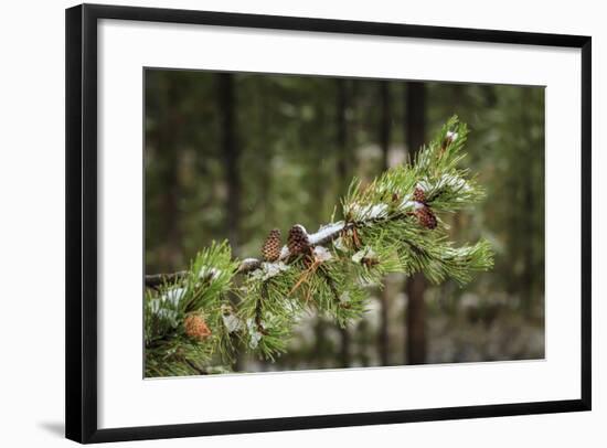 First Snowfall YNP-Galloimages Online-Framed Photographic Print