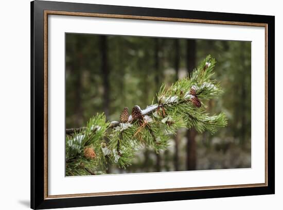 First Snowfall YNP-Galloimages Online-Framed Photographic Print