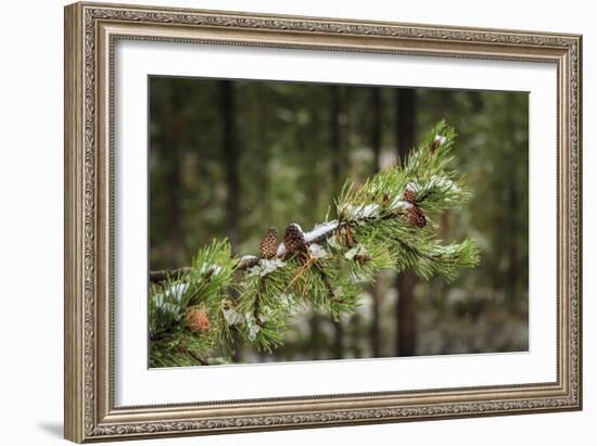 First Snowfall YNP-Galloimages Online-Framed Photographic Print