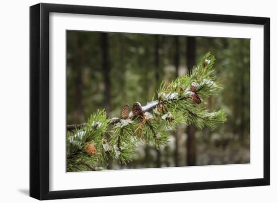 First Snowfall YNP-Galloimages Online-Framed Photographic Print