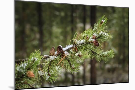 First Snowfall YNP-Galloimages Online-Mounted Photographic Print