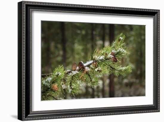 First Snowfall YNP-Galloimages Online-Framed Photographic Print