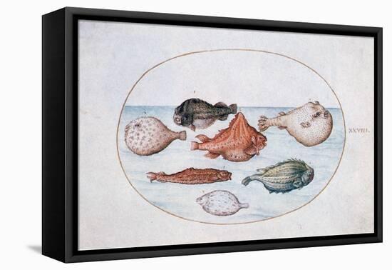 Fish, 16th Century-Joris Hoefnagel-Framed Premier Image Canvas