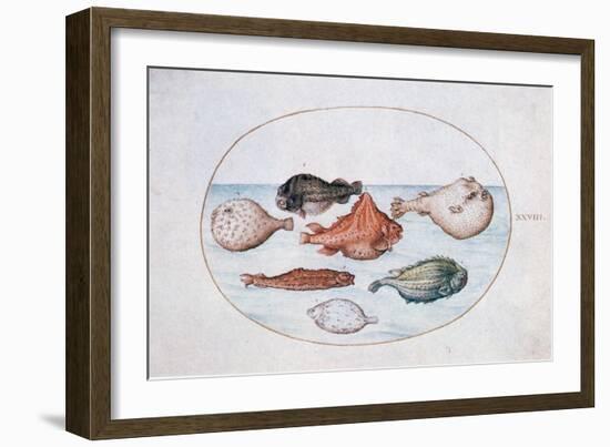 Fish, 16th Century-Joris Hoefnagel-Framed Giclee Print