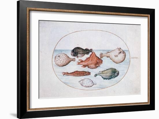 Fish, 16th Century-Joris Hoefnagel-Framed Giclee Print