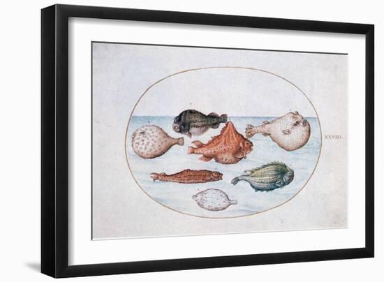 Fish, 16th Century-Joris Hoefnagel-Framed Giclee Print