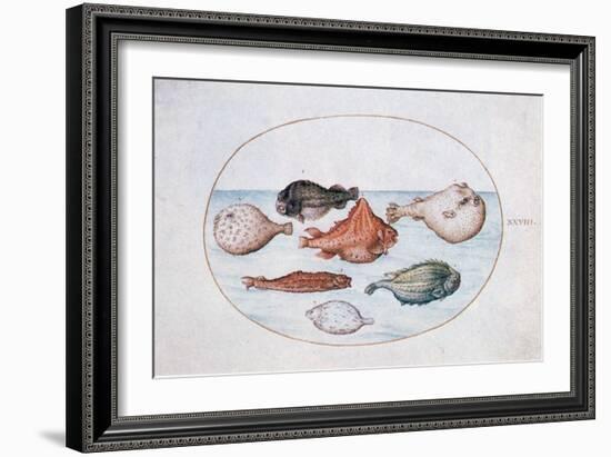 Fish, 16th Century-Joris Hoefnagel-Framed Giclee Print