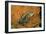 Fish 1-Lee Peterson-Framed Photographic Print