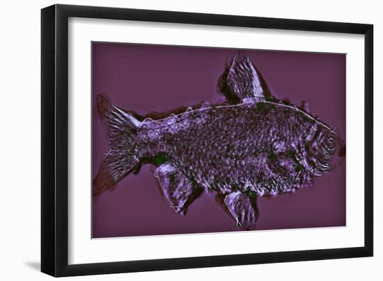 Fish,2020,(Mixed Media)-Alex Caminker-Framed Giclee Print