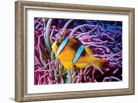 Fish 2-Lee Peterson-Framed Photographic Print