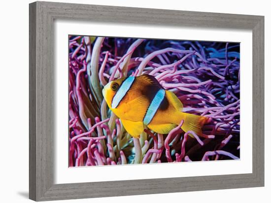 Fish 2-Lee Peterson-Framed Photographic Print