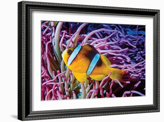 Fish 2-Lee Peterson-Framed Photographic Print