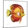 Fish 3 Red-Yellow-Olga And Alexey Drozdov-Mounted Giclee Print