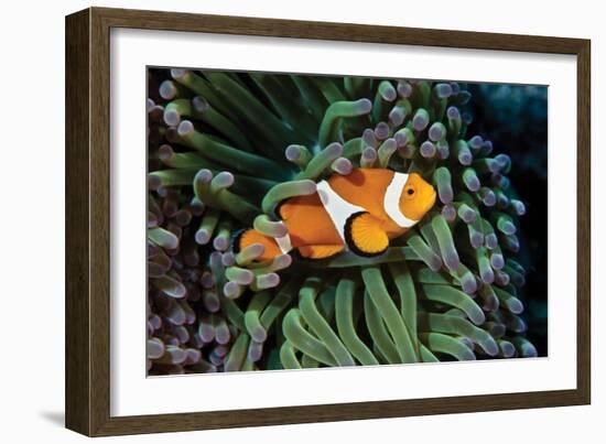 Fish 3-Lee Peterson-Framed Photographic Print