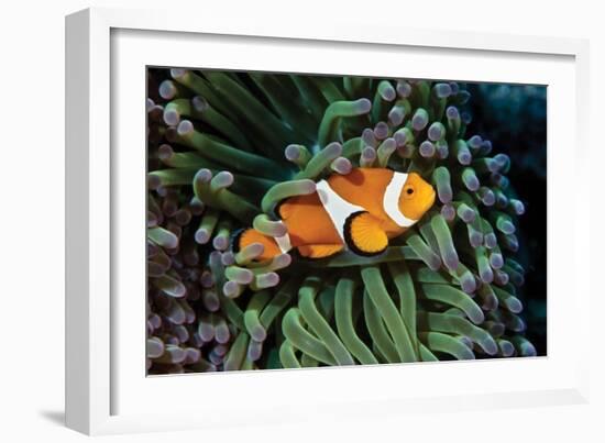 Fish 3-Lee Peterson-Framed Photographic Print