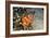 Fish 4-Lee Peterson-Framed Photographic Print