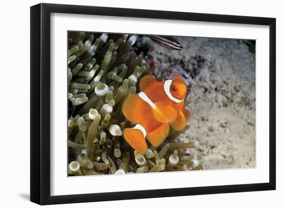 Fish 4-Lee Peterson-Framed Photographic Print