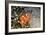 Fish 4-Lee Peterson-Framed Photographic Print