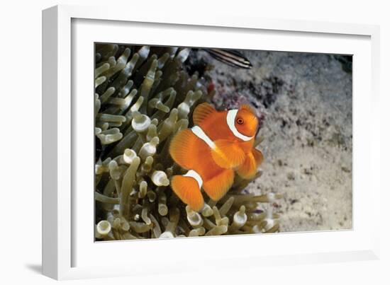 Fish 4-Lee Peterson-Framed Photographic Print