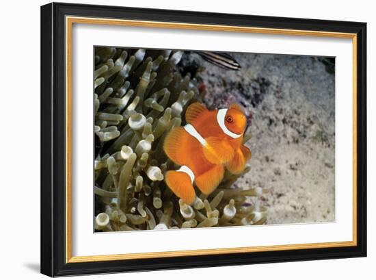 Fish 4-Lee Peterson-Framed Photographic Print