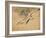 Fish, A Leaf from an Album of Various Subjects-Xu Gu-Framed Giclee Print