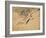 Fish, A Leaf from an Album of Various Subjects-Xu Gu-Framed Giclee Print