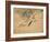 Fish, A Leaf from an Album of Various Subjects-Xu Gu-Framed Giclee Print