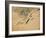 Fish, A Leaf from an Album of Various Subjects-Xu Gu-Framed Giclee Print