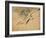 Fish, A Leaf from an Album of Various Subjects-Xu Gu-Framed Giclee Print