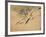 Fish, A Leaf from an Album of Various Subjects-Xu Gu-Framed Giclee Print