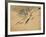 Fish, A Leaf from an Album of Various Subjects-Xu Gu-Framed Giclee Print