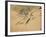 Fish, A Leaf from an Album of Various Subjects-Xu Gu-Framed Giclee Print