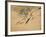 Fish, A Leaf from an Album of Various Subjects-Xu Gu-Framed Giclee Print