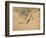 Fish, A Leaf from an Album of Various Subjects-Xu Gu-Framed Giclee Print