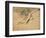 Fish, A Leaf from an Album of Various Subjects-Xu Gu-Framed Giclee Print