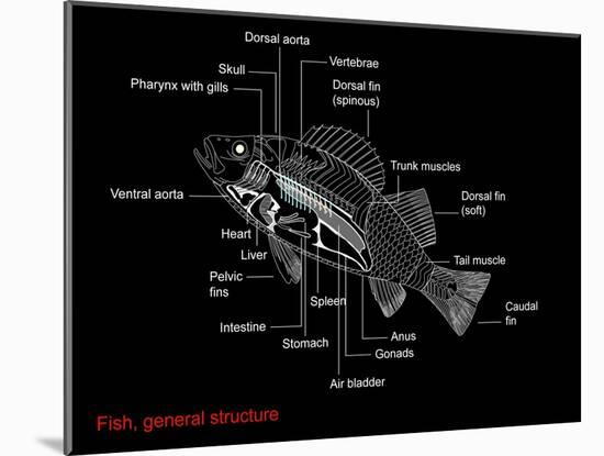 Fish Anatomy, Artwork-Francis Leroy-Mounted Photographic Print