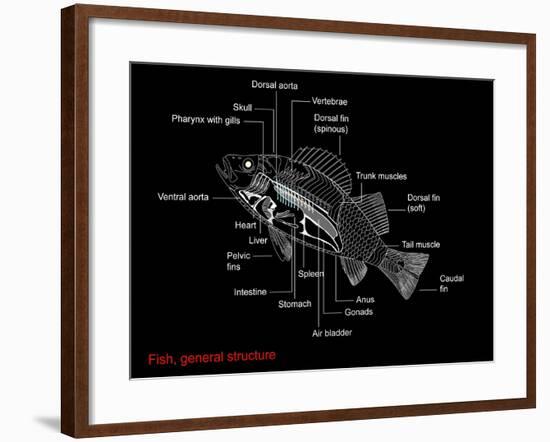 Fish Anatomy, Artwork-Francis Leroy-Framed Photographic Print