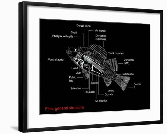 Fish Anatomy, Artwork-Francis Leroy-Framed Photographic Print