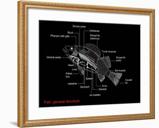 Fish Anatomy, Artwork-Francis Leroy-Framed Photographic Print