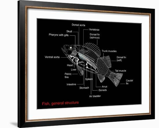 Fish Anatomy, Artwork-Francis Leroy-Framed Photographic Print