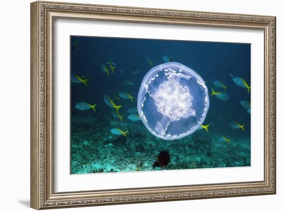 Fish And Jellyfish Over a Coral Reef-Georgette Douwma-Framed Photographic Print