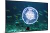 Fish And Jellyfish Over a Coral Reef-Georgette Douwma-Mounted Photographic Print