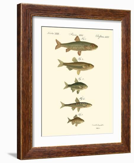 Fish Anthology I-Jacob Schmuzer-Framed Art Print