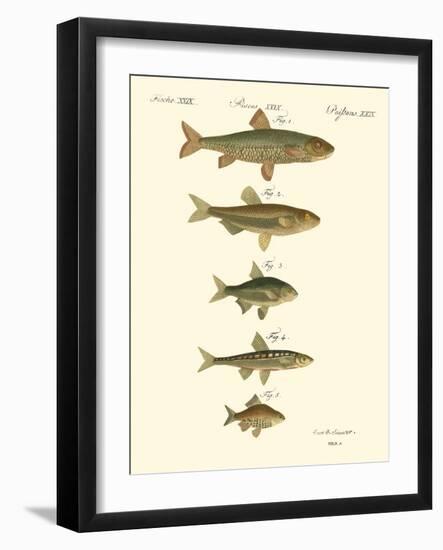 Fish Anthology I-Jacob Schmuzer-Framed Art Print