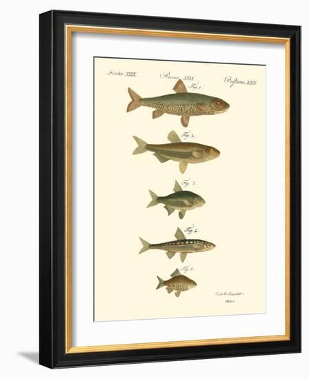 Fish Anthology I-Jacob Schmuzer-Framed Art Print