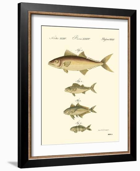 Fish Anthology II-Jacob Schmuzer-Framed Art Print