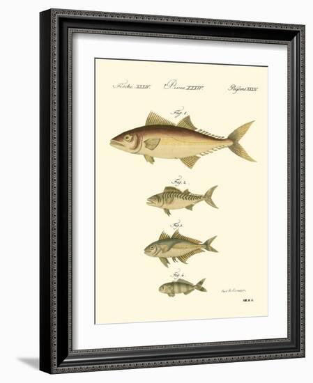 Fish Anthology II-Jacob Schmuzer-Framed Art Print